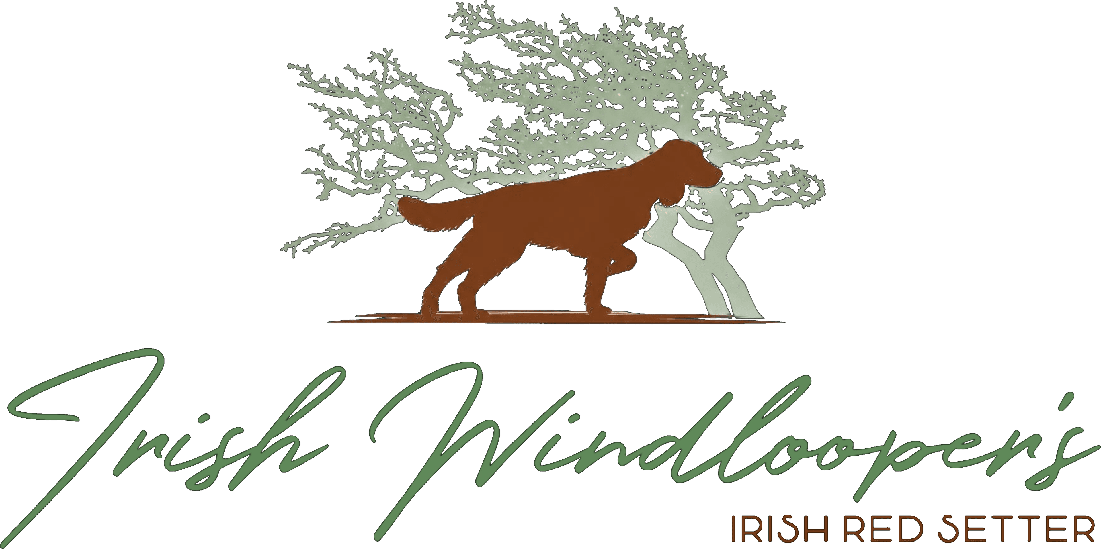 Irish Windlooper's - Irish Red Setter